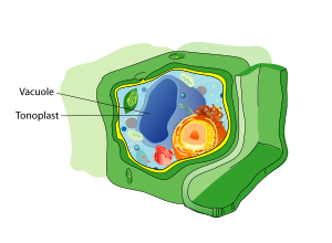 300px-Plant_cell_structure_svg_vacuole.svg