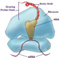 ch2_ribosome_protein