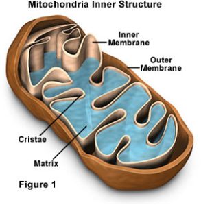 mitochondria[1]