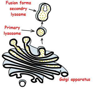 pictorial-illustration-of-golgi-complex-and-lysosome