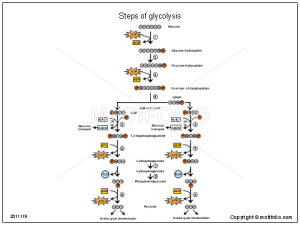 Steps-of-glycolysis-1021119
